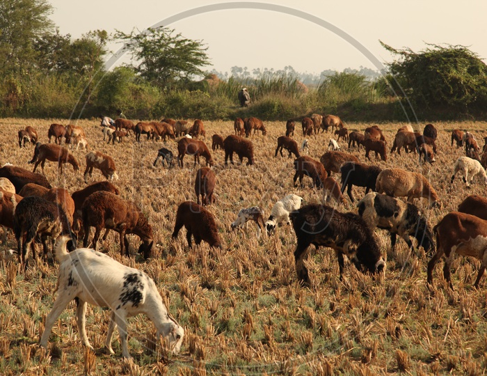 Goats grazing in the fields