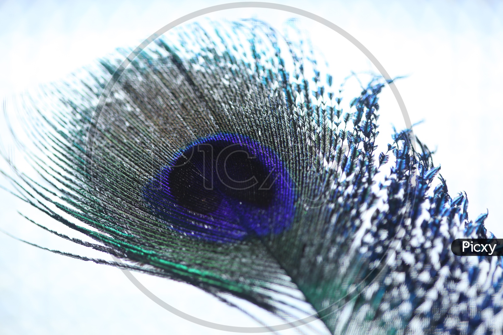 Peacock Feather Closeup Shot