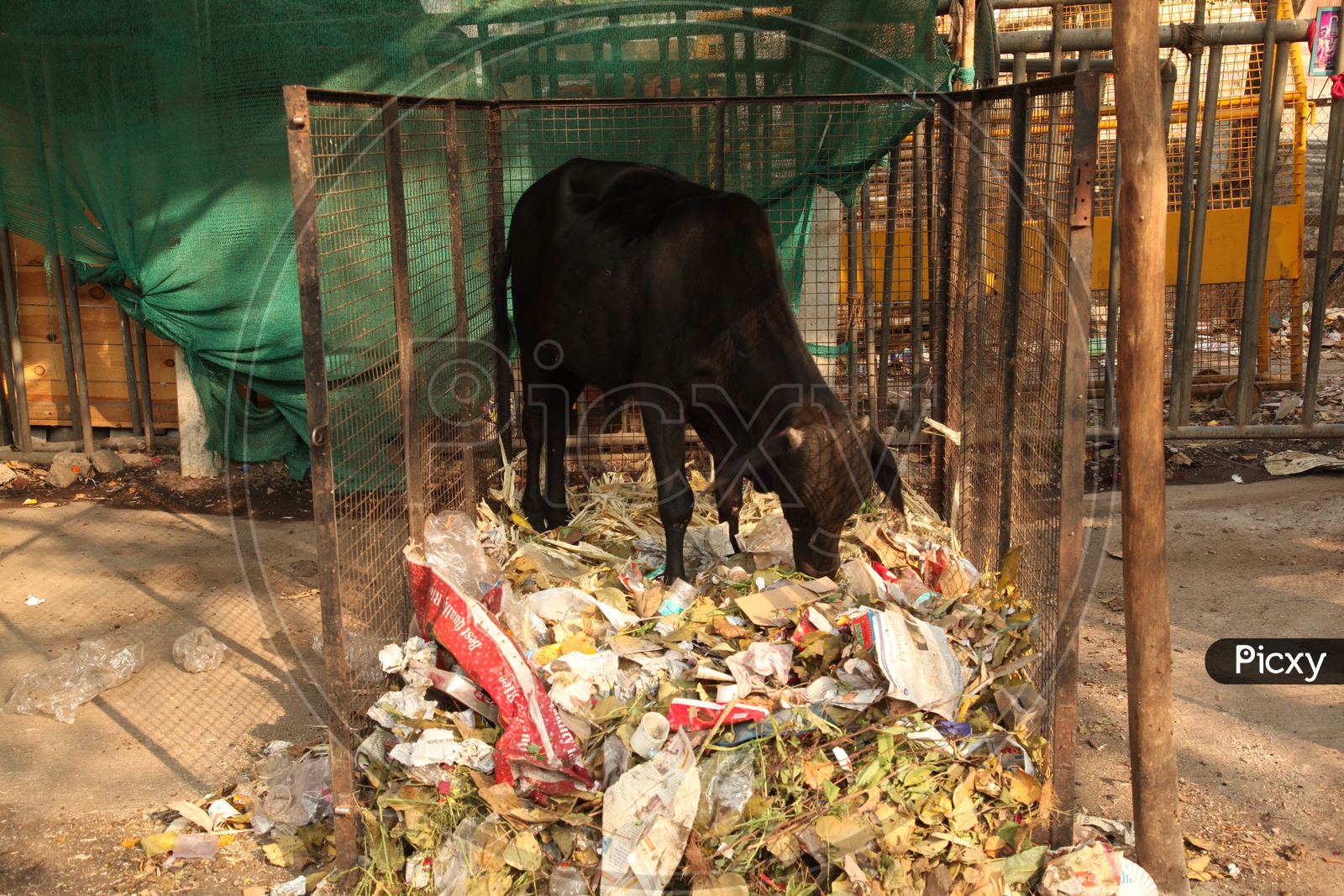 Indian Cow Eating Garbage Waste In a Urban City
