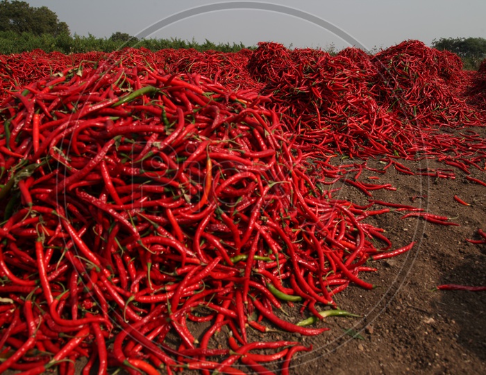 Red Chili Yield