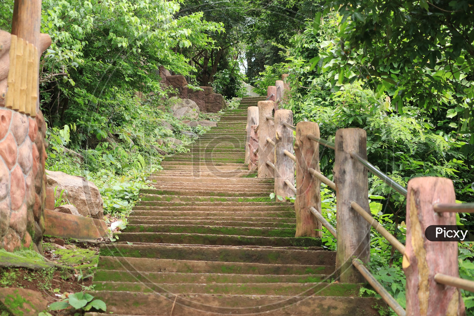 Leading steps in the forest
