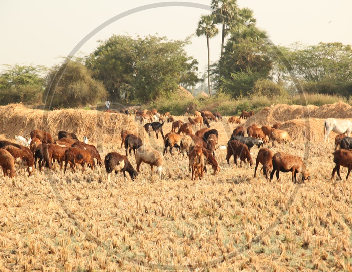 Goats Grazing on Agricultural Fields