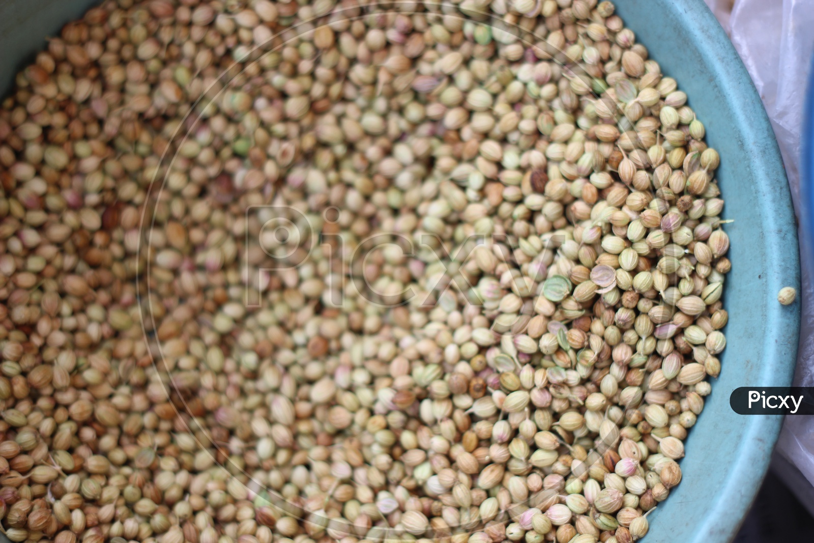 dry coriander seeds In a bowl