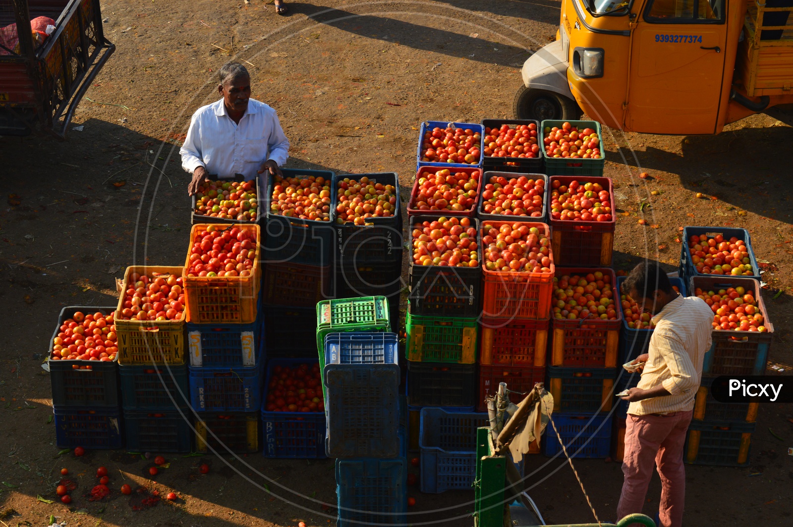 Tomatoes in crates