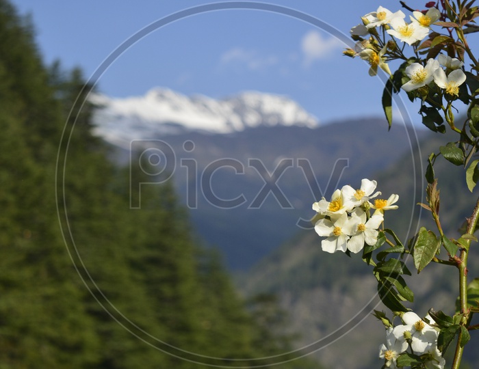 White flowers of a tree in the mountains in Uttarakhand