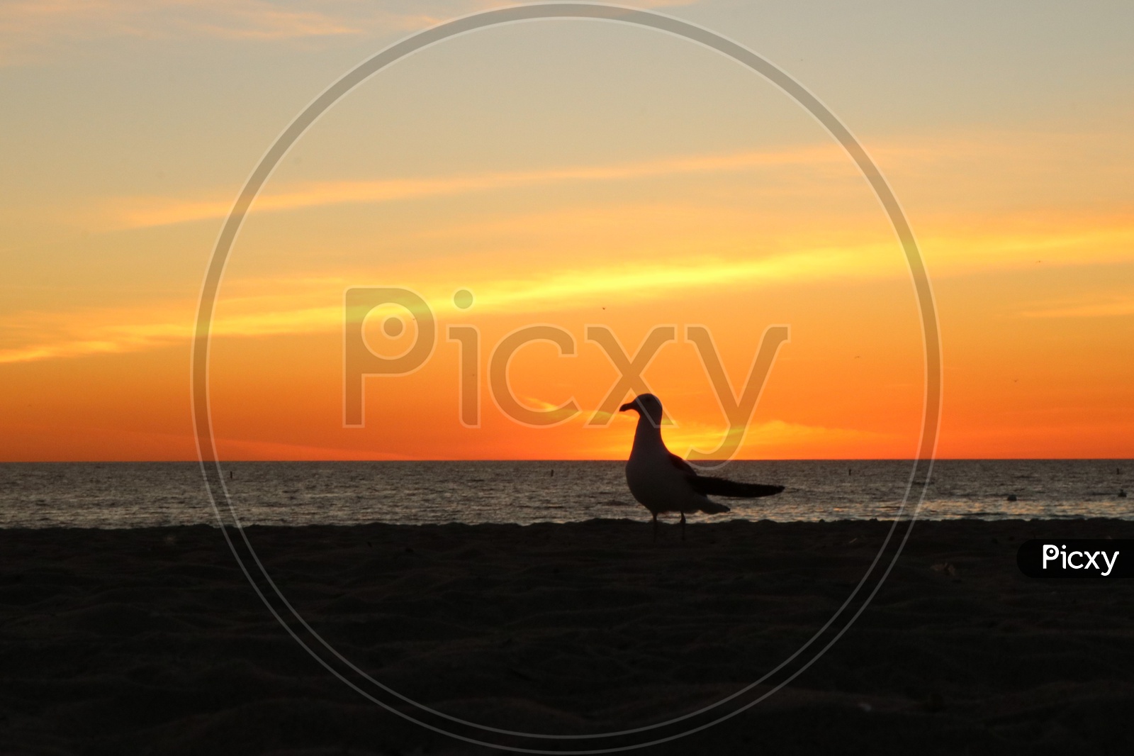 Seagull on the beach - silhouette