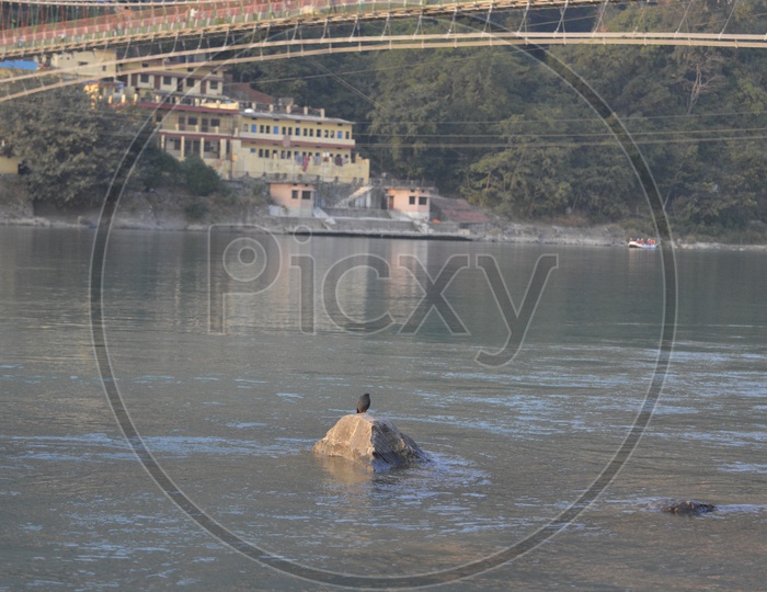 A bird on a rock in river Ganga