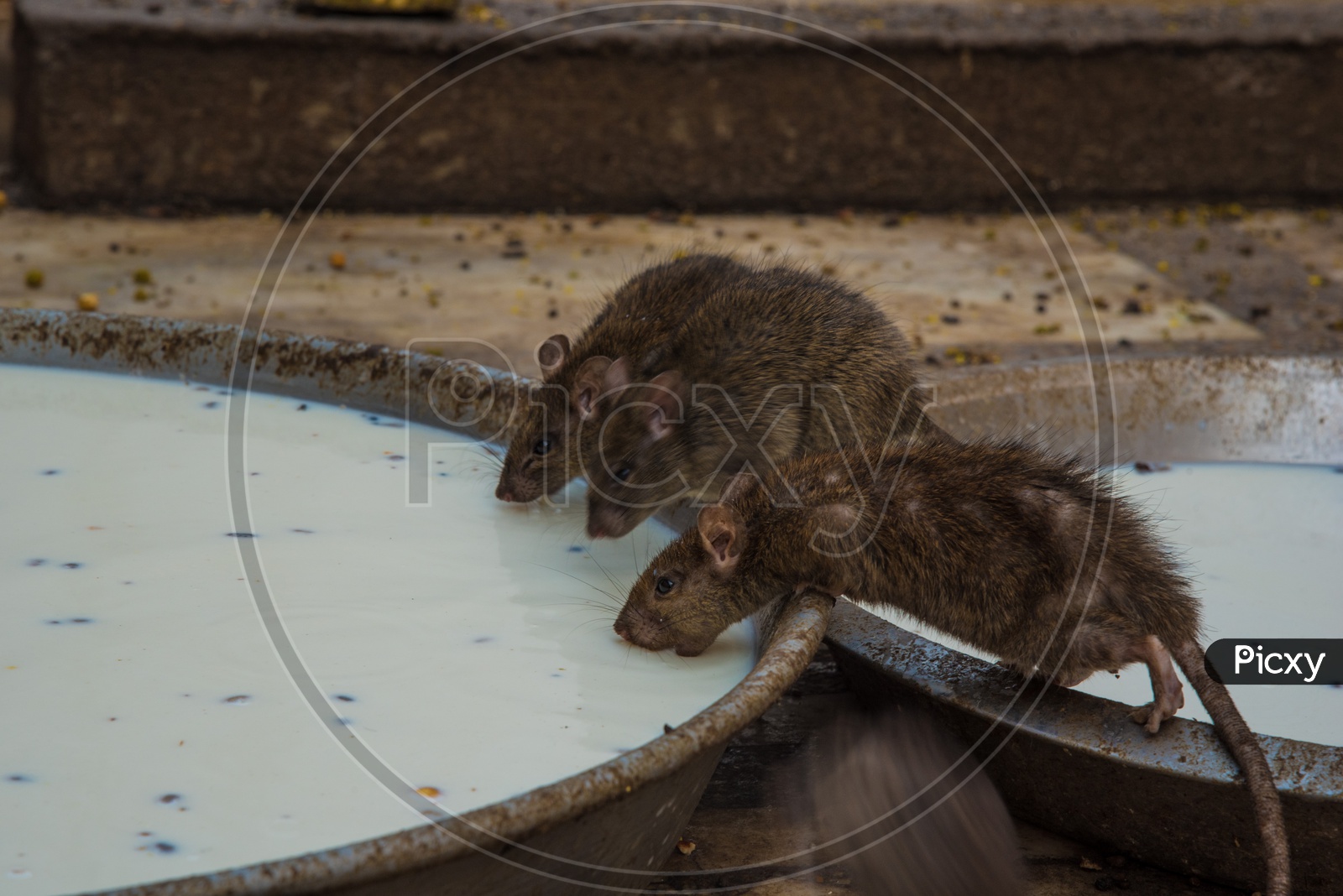 Rats drinking milk in Rat Temple.