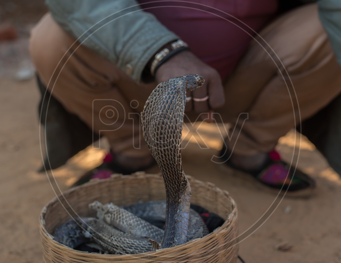 A Cobra snake captivated by a snake charmer