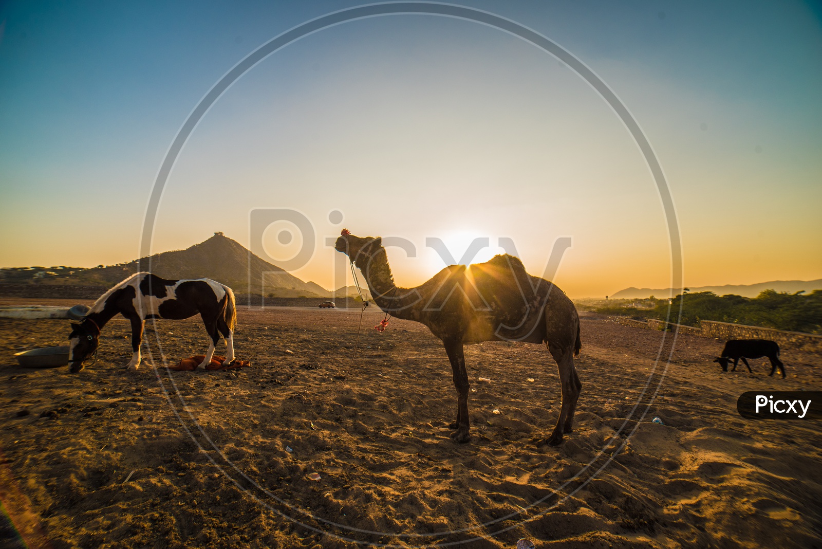 Camel,Horse and Dog