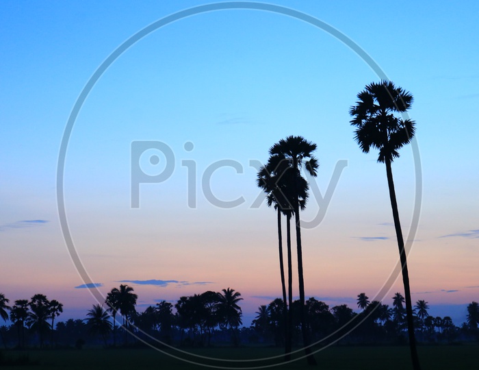 coconut trees and sunrise in the background