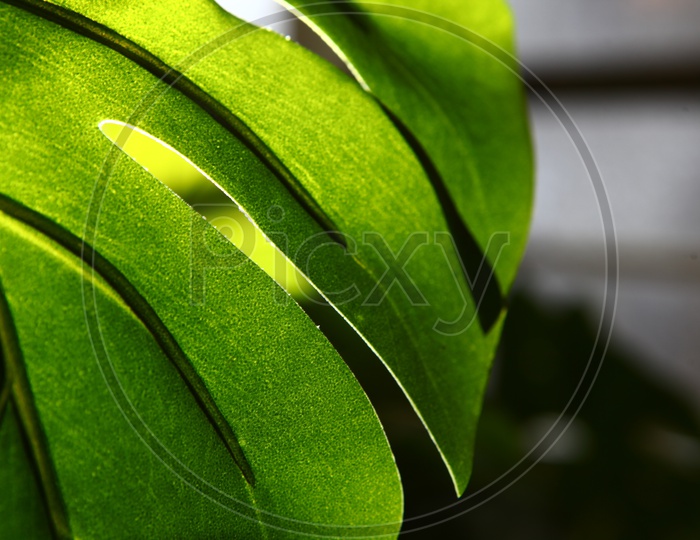 Closeup shot of an indoor plant leaf