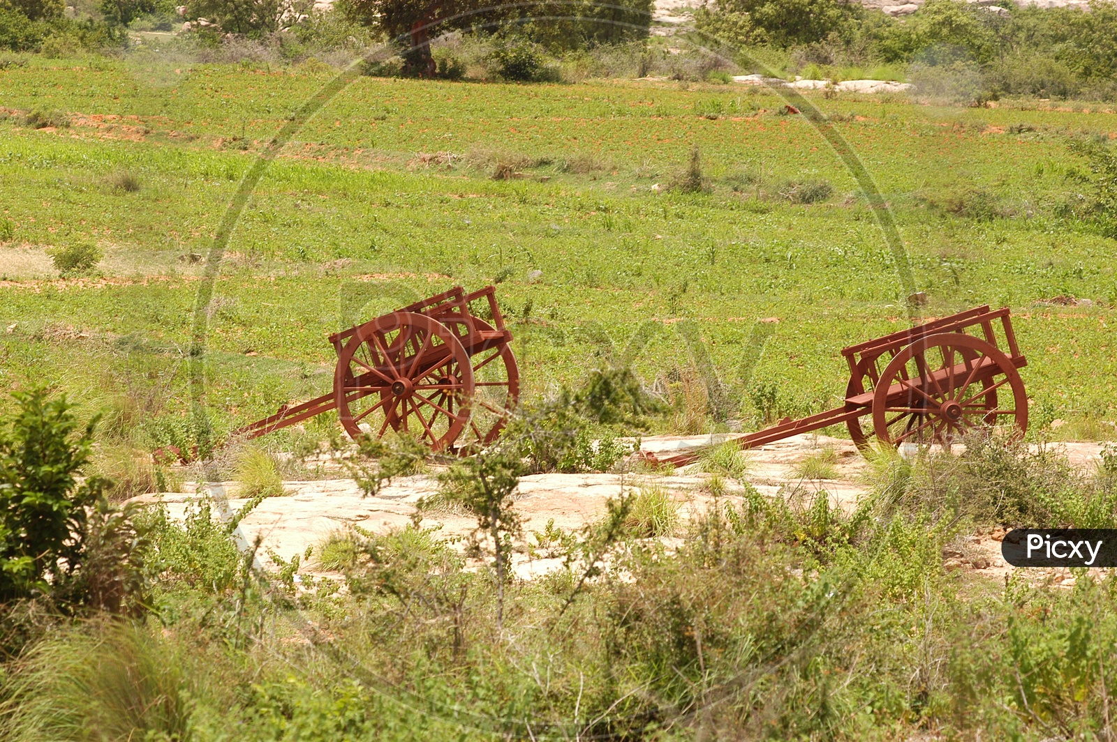 Bullock Cart at Rural Area