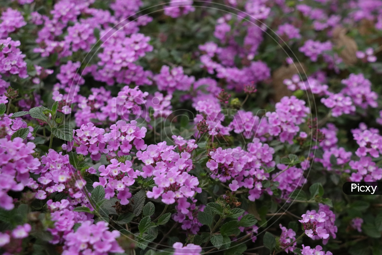 Lantana purple flowers
