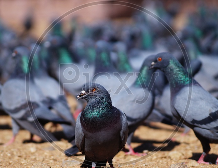 Group of Pigeons Feeding On The   Road Side