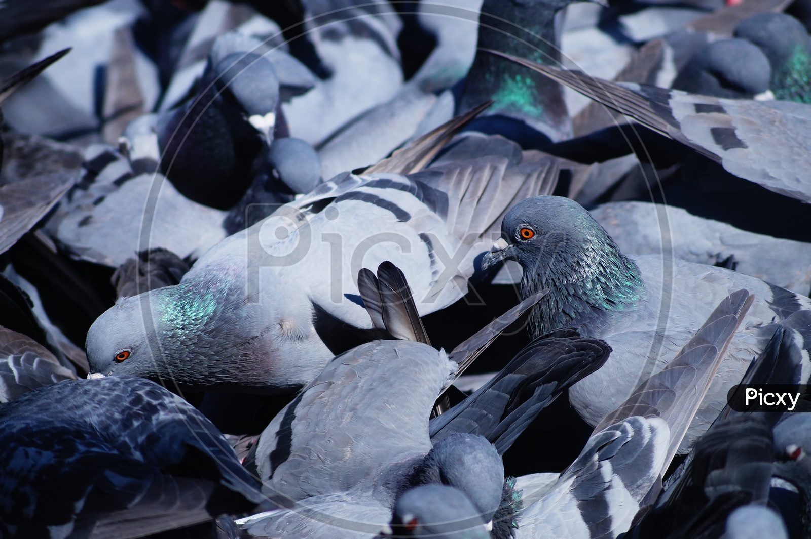 Group Of Pigeons Feeding on the Road Sides Closeup Shot