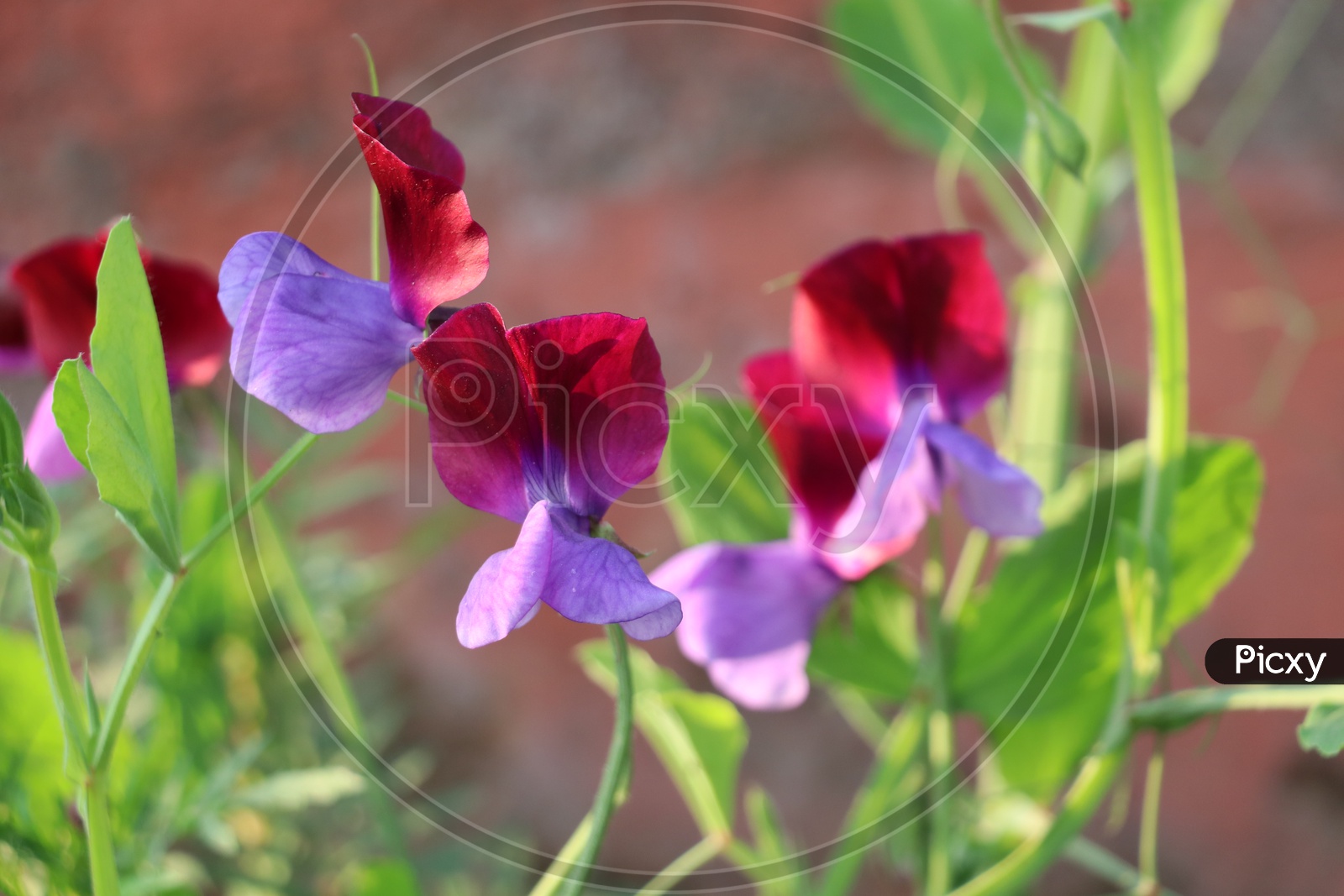 Image of beautiful red flowers with long stalk-NU397132-Picxy