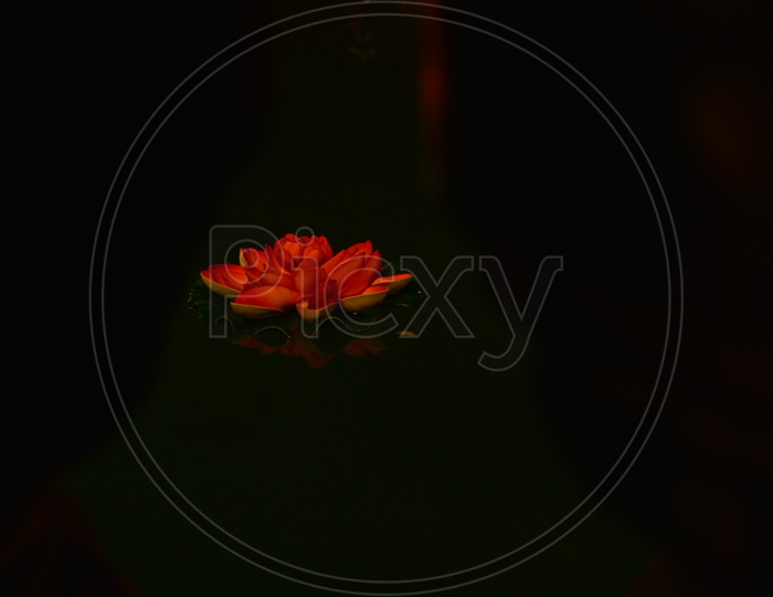 Photograph of lotus flowers floating in the water