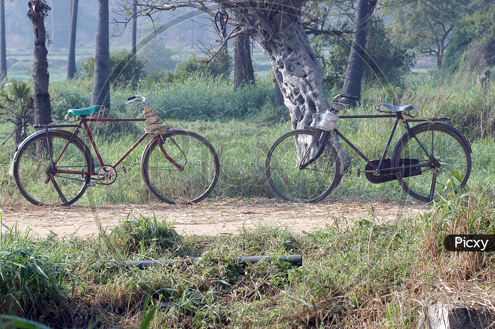 two cycles in a farm
