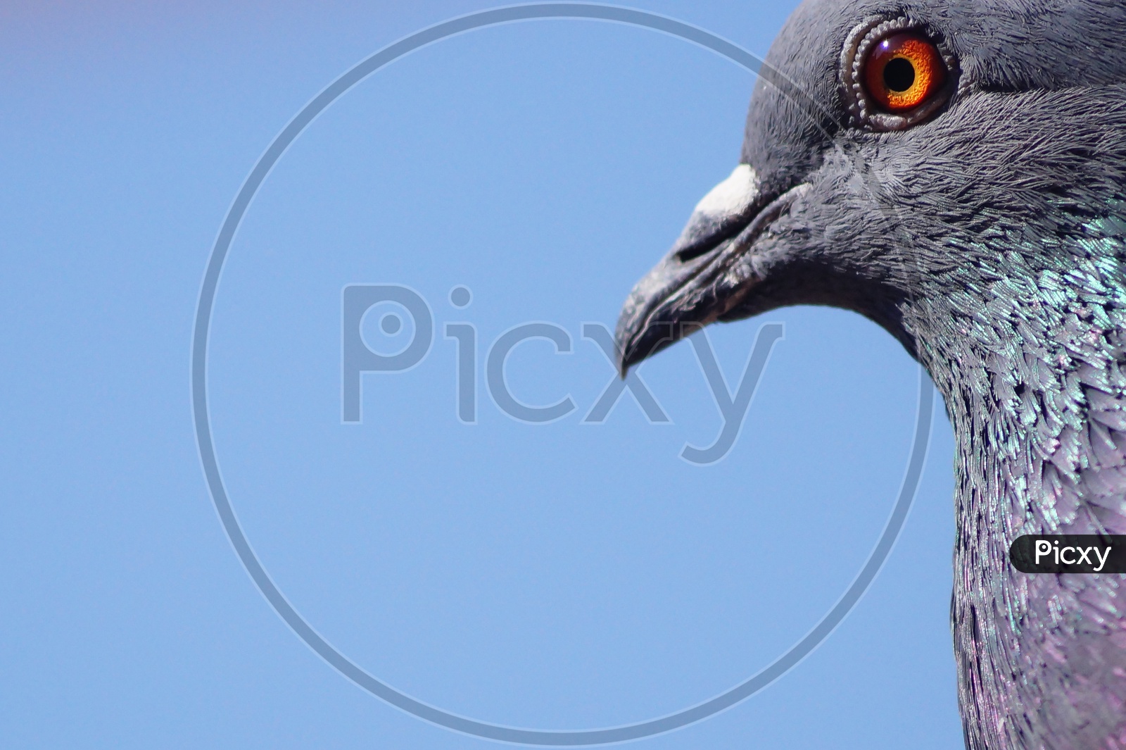 Pigeon Closeup Shot
