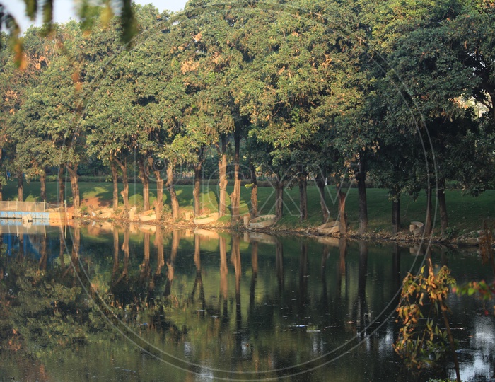Reflection Of Plants and trees on a Pond Water Surface