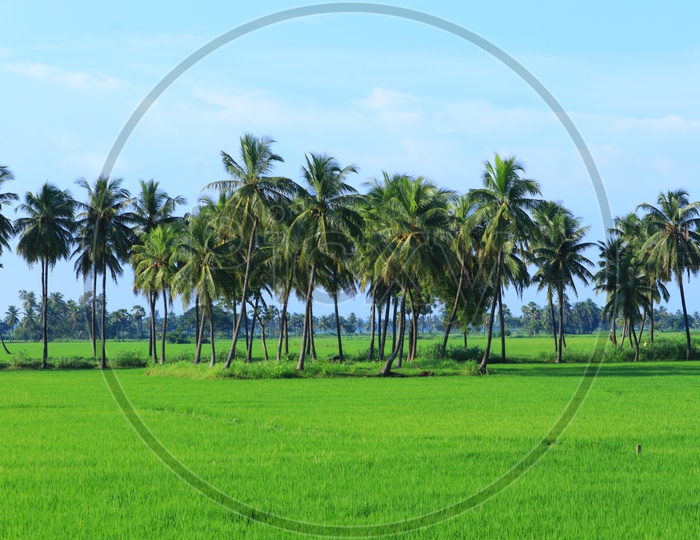 Coconut trees and green paddy fields