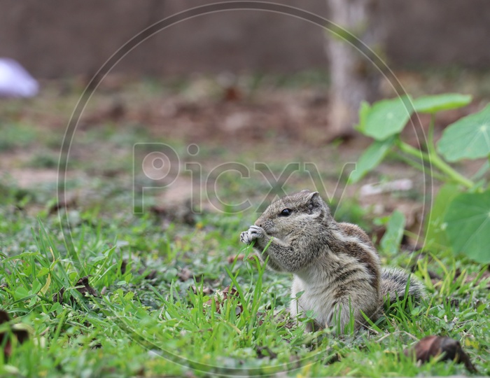 A squirrel eating leaves in the garden