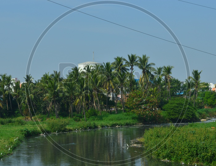 Flock of cranes alongside the flowing water and coconut trees