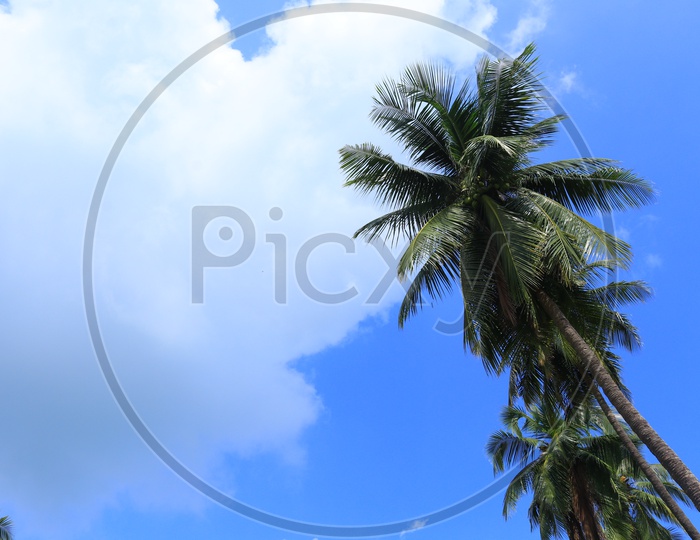 Coconut trees with a blue sky background