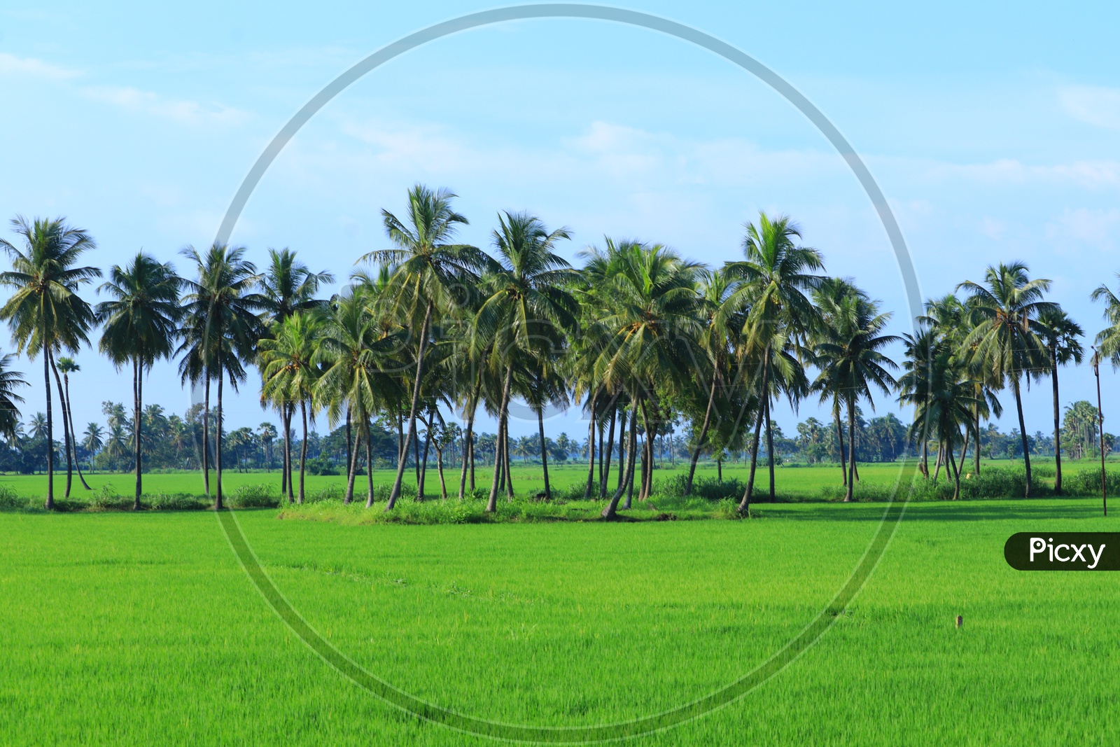 Coconut trees and green paddy fields