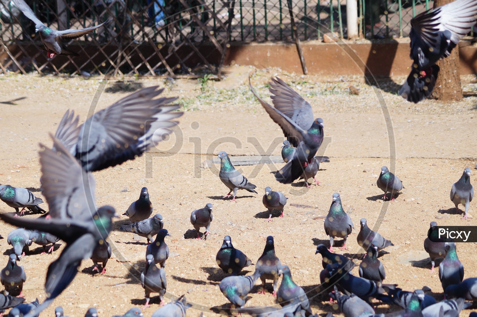 Group Of Pigeons Feeding on the Road Sides