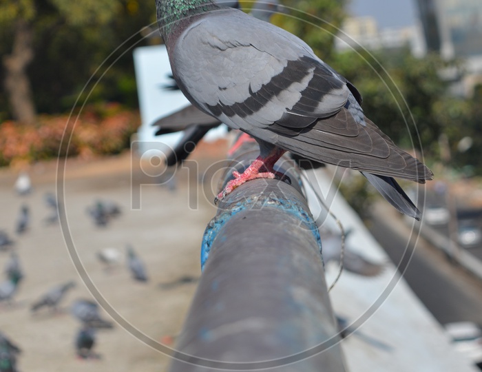 stationary pigeon