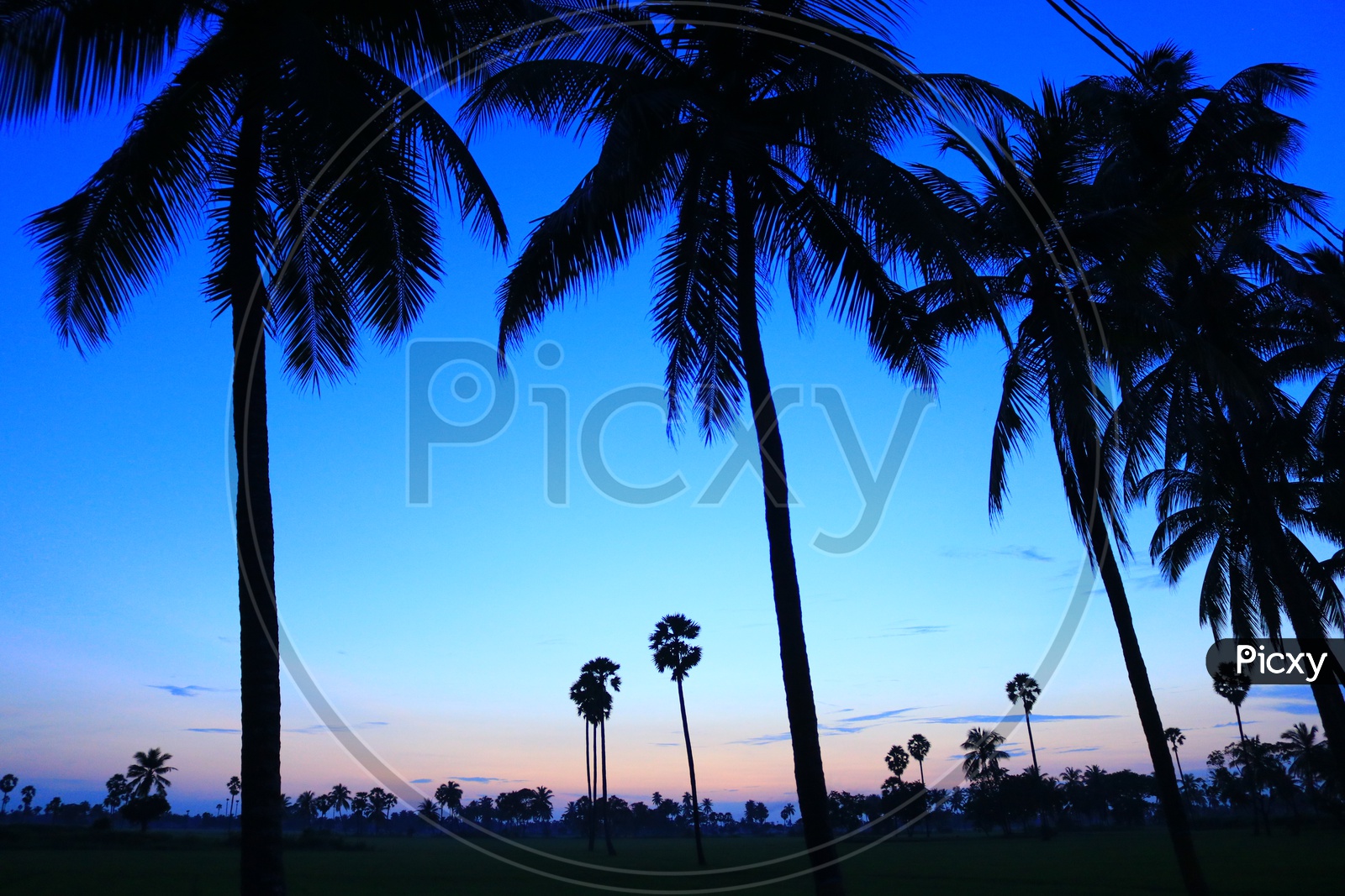 Silhouette of coconut trees