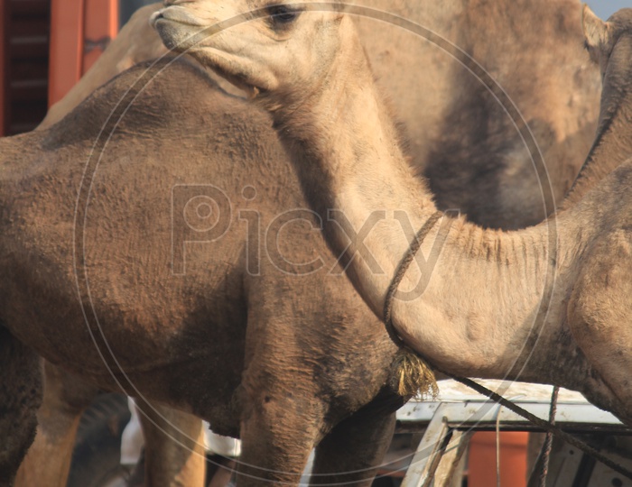 Close up shot of camel face