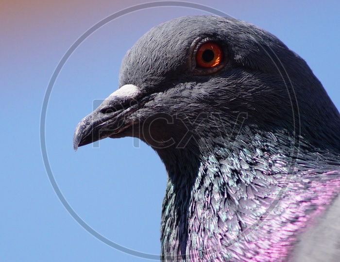 Pigeon Closeup Shot