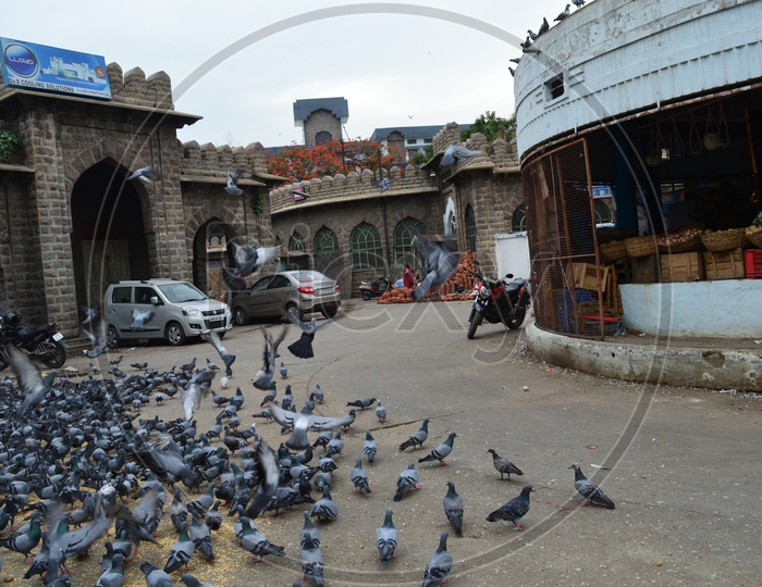 Kit of pigeons alongside a market