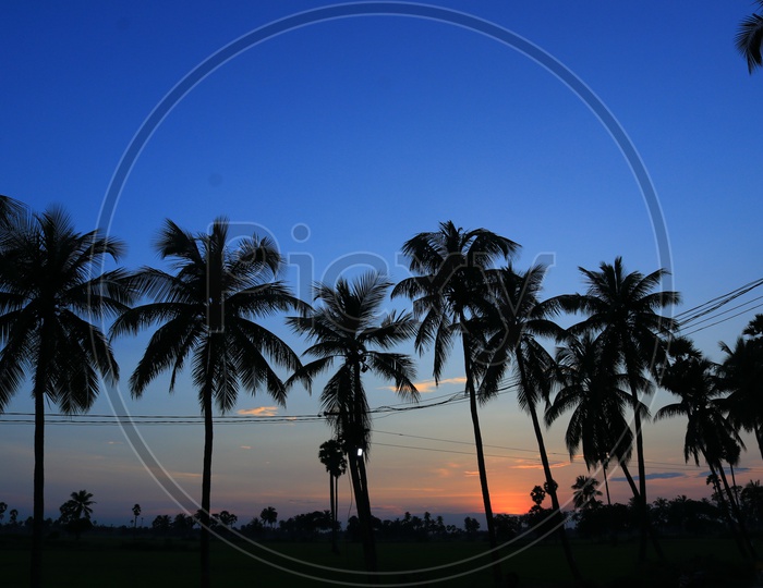Silhouette of coconut trees