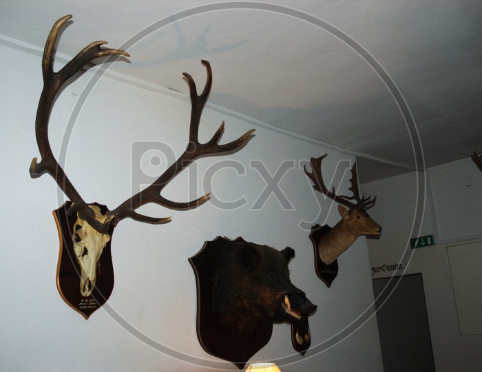 Wooden Elks on the wall