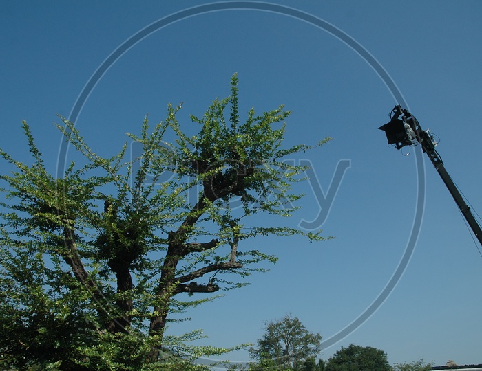 Movie camera crane jib alongside the pine tree
