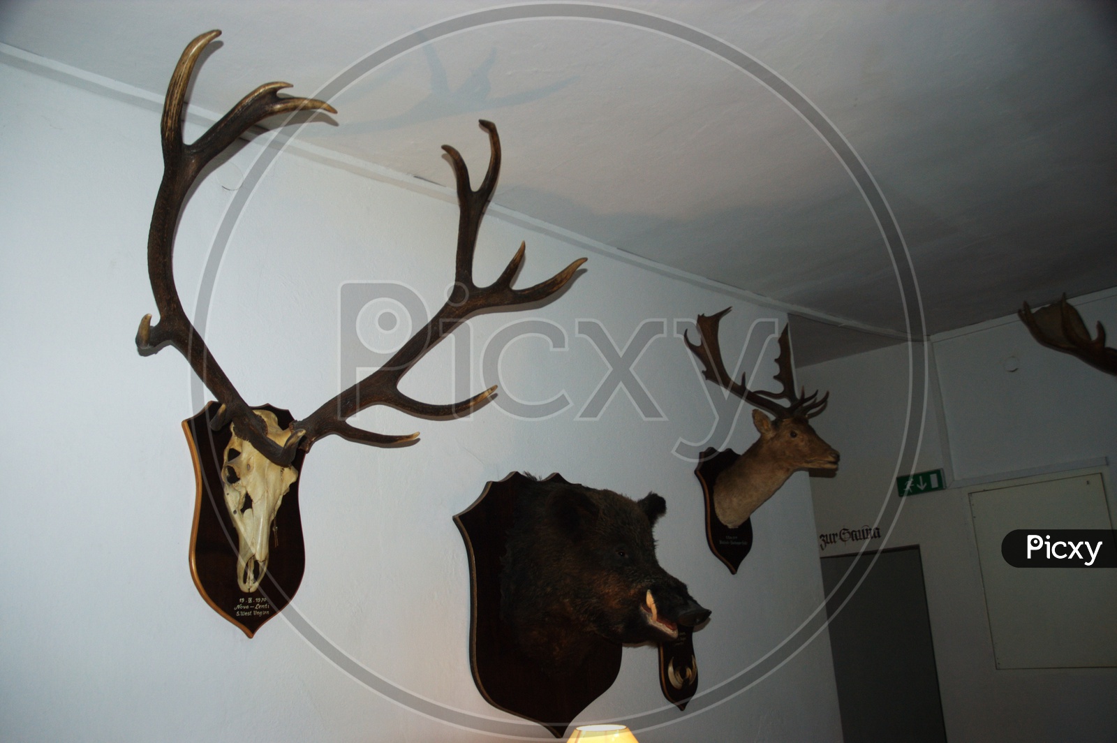 Wooden Elks on the wall