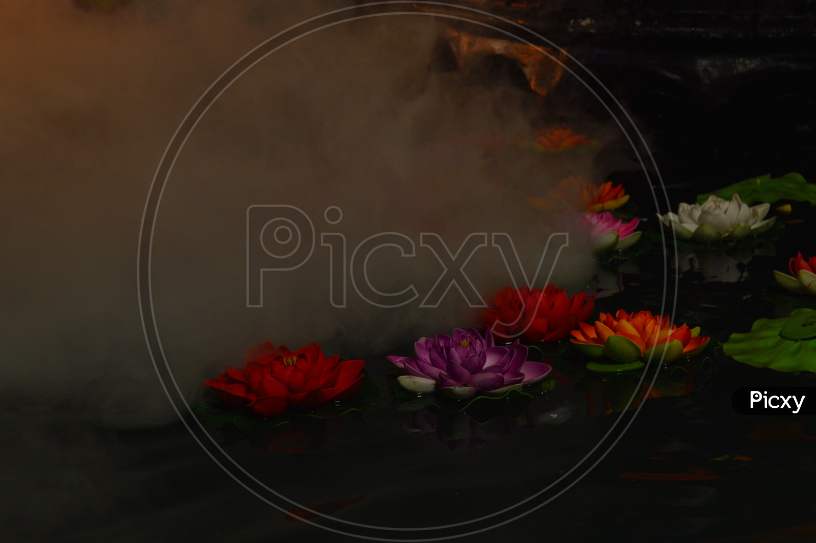 Beautiful Lotus flowers in Water