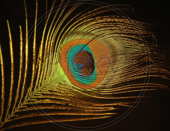 Peacock feather with a black background