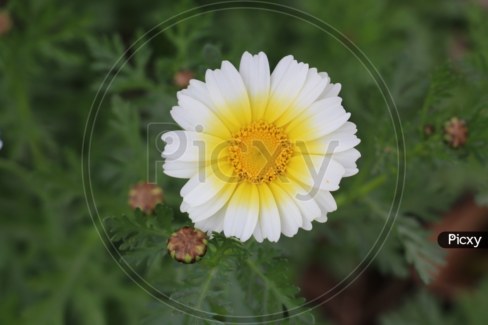 A white and yellow coloured flower