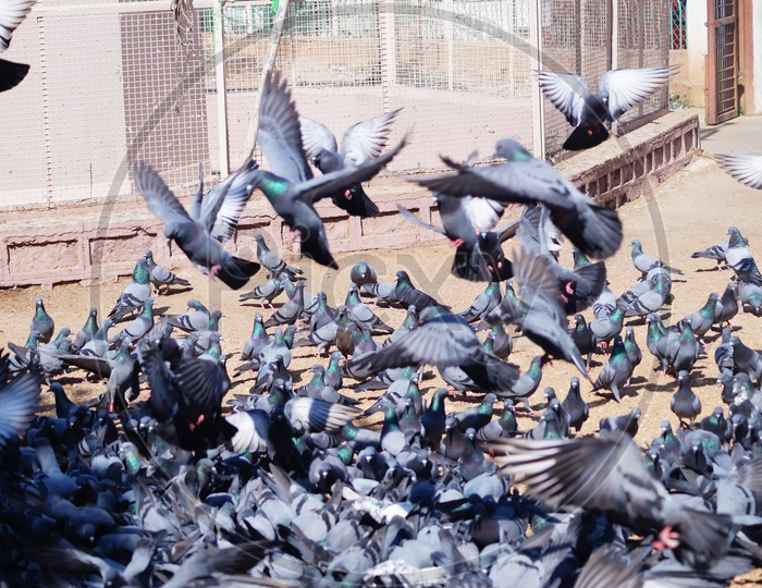 Group of Pigeons Feeding On The   Road Side