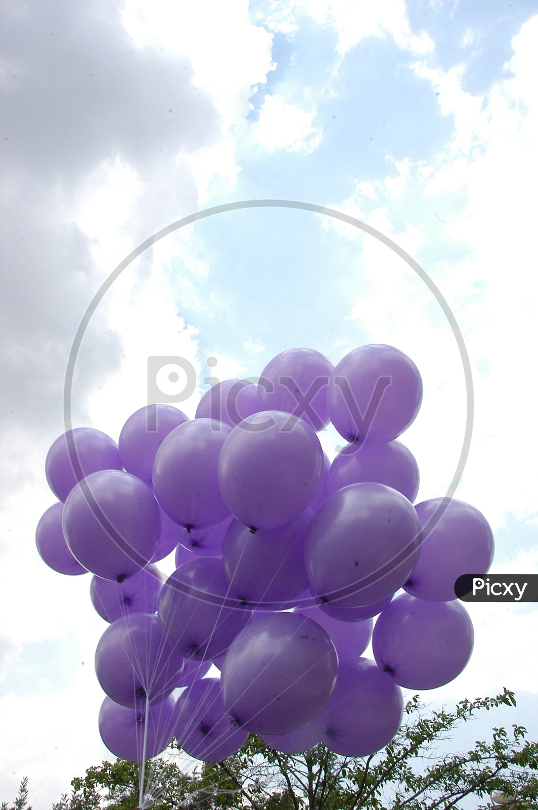 Purple balloons in the sky