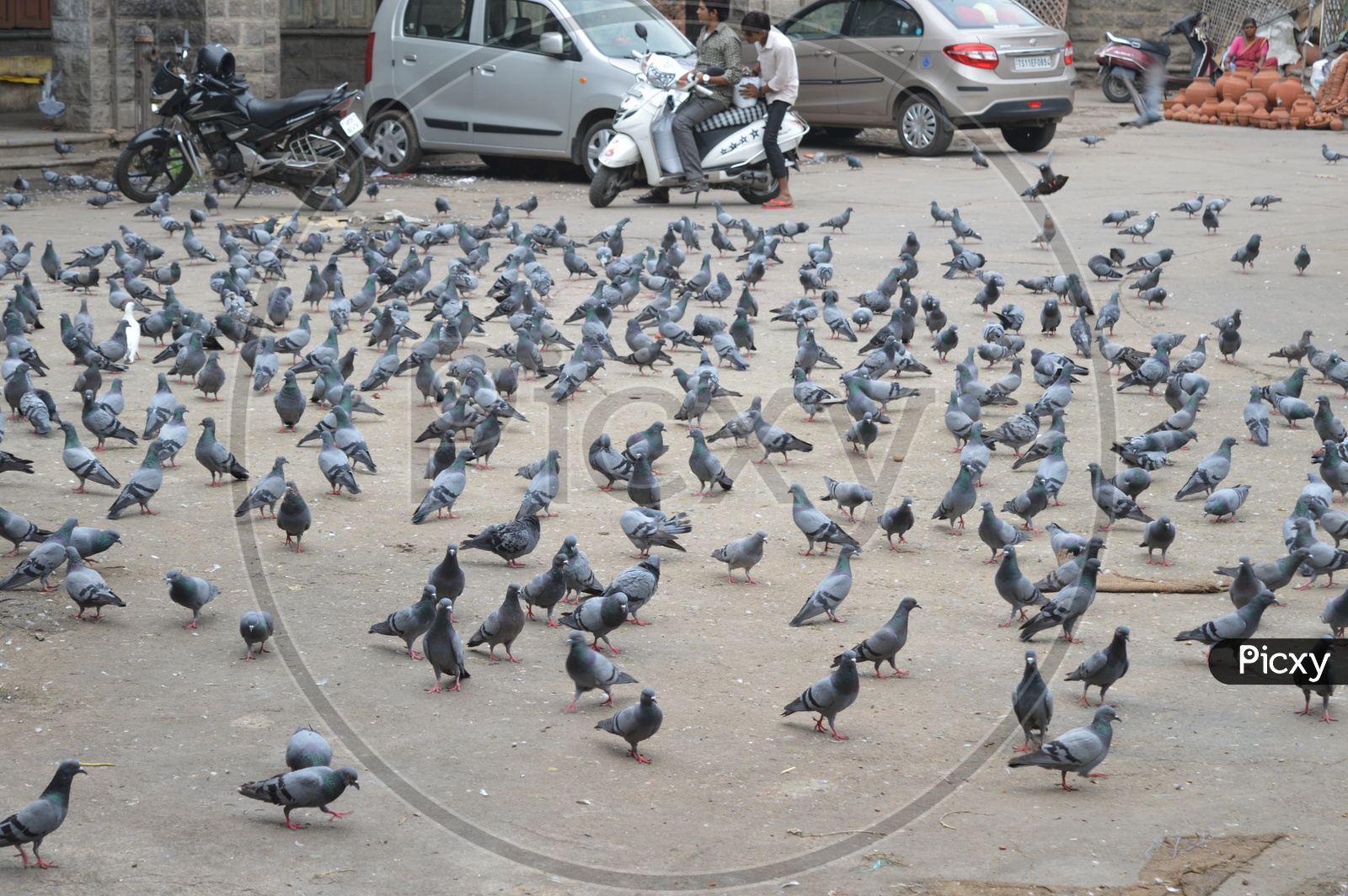 Kit of pigeons