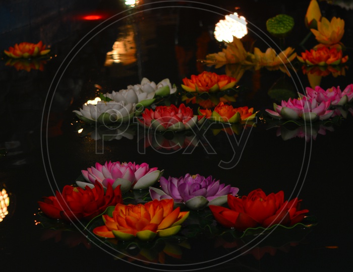 Colourful lotus floating on water with a dark background
