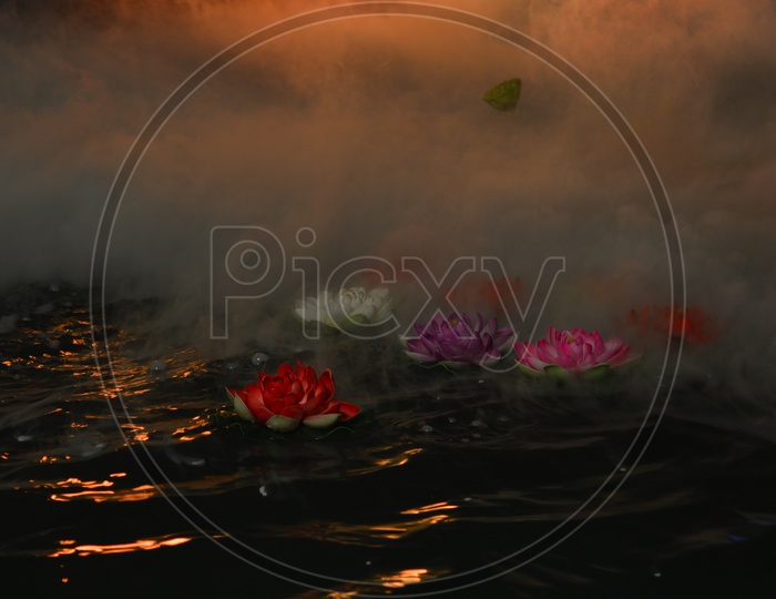 Beautiful Lotus Flowers floating in Water
