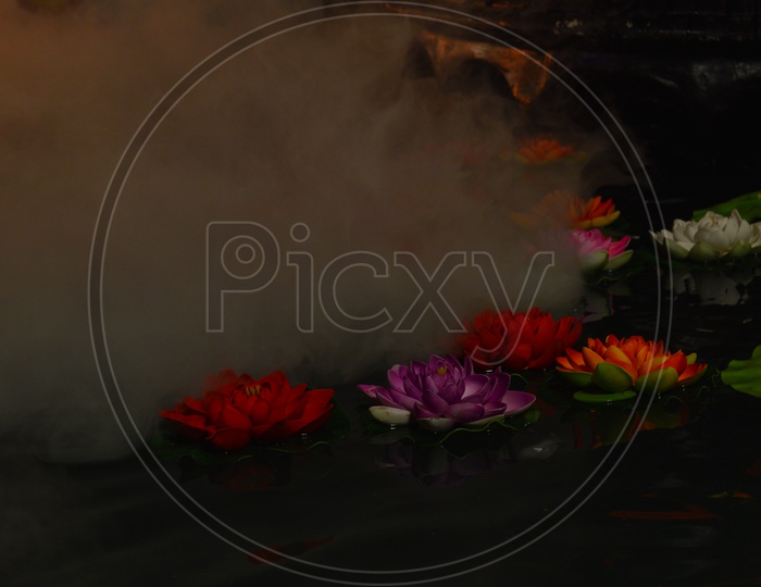 Beautiful Lotus flowers in Water