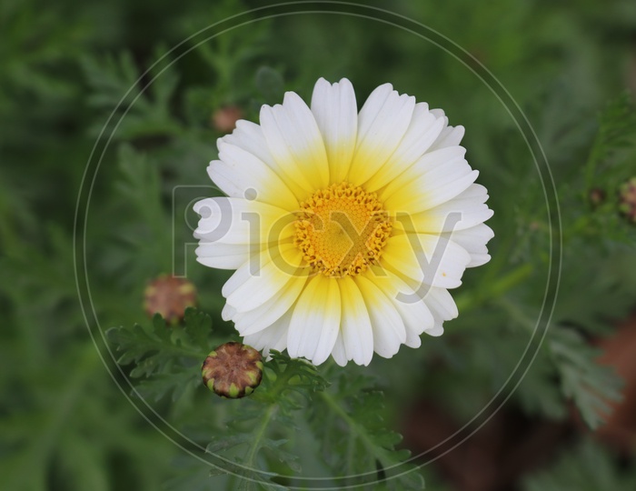 A white and yellow coloured flower